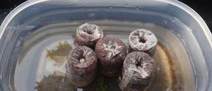 Bloque de Fibra de Coco de Vietnam, Medio de Cultivo Natural para Plantas, Hidroponía y Jardinería, Suministro al por Mayor - Product Image 2