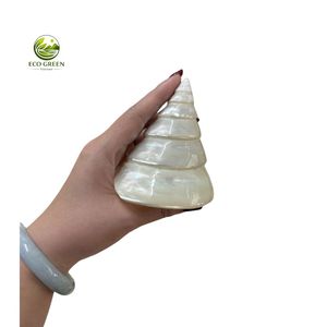 Coquillages de Trochus rayés naturels en gros, coquillages marins ronds polis, modernes pour la décoration intérieure et les loisirs créatifs de plage - Product Image 3