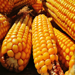 Servicio OEM de Alta Calidad, Maíz GMO al por Mayor, Exportación a Granel, Grado Alimenticio Premium, Suministro Disponible - Product Image 5