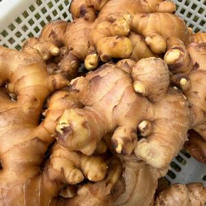 Raíz de Jengibre Fresca de Alta Calidad, Grado de Exportación, para Suministro al por Mayor, Procesamiento de Alimentos y Mercados Minoristas, Venta a Granel - Product Image 1