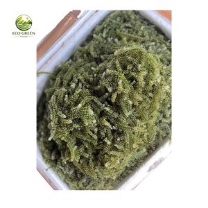 Umidibudos de Vietnam de Alta Calidad, Algas Saladas Deshidratadas, Caviar Verde Fresco, Precio de Fábrica Económico, Venta al por Mayor Premium - Product Image 1
