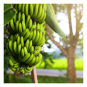 Bananes vertes Cavendish fraîches de la ferme, non mûres, pour la production de chips, la cuisine et l'usage commercial - Product Image 4