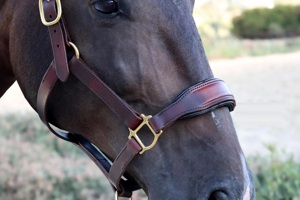 Cabestros de Cuero para Caballos al por Mayor, Cabestros Ajustables para Montar a Caballo - Product Image 4