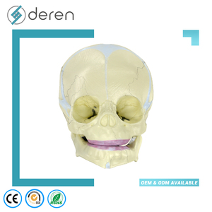 Modelo de Cráneo Infantil DRS1041, Modelo Anatómico de Cráneo de Bebé para Educación y Estudio Médico - Product Image 1