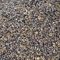 Capsules de graines végétales naturelles de haute qualité pour pot-pourri, arrangements floraux, décoration d'aquarium, etc. – Modèle Lafi Pods