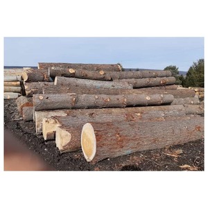 Troncos de Roble de Primera Calidad con Calidad Consistente y Disponibilidad Confiable para los Mercados Globales de Madera - Product Image 3