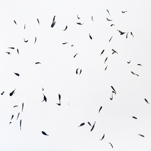 กระดาษทำมือจากกลีบดอกคอร์นฟลาวเวอร์  กระดาษออร์แกนิกที่ยั่งยืน  วัสดุเครื่องเขียนจากพืช  เป็นมิตรกับสิ่งแวดล้อม  ปราศจากไม้  กระดาษรีไซเคิลสำหรับงานศิลปะและงานฝีมือ - Product Image 1