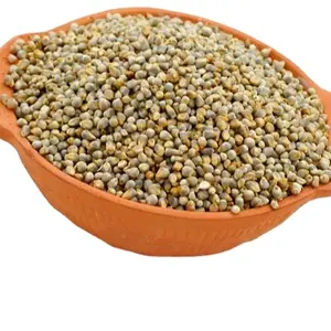 Mijo verde para alimentación animal de buena calidad, disponible en India para exportación