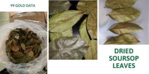 Feuilles de corossol séchées, coupées et tamisées, pour sachets de thé et emballages de vente au détail, en provenance du Vietnam - Product Image 3