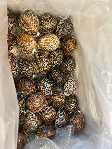 เปลือกหอยลายเสือดาวขัดเงาธรรมชาติ ของตกแต่งตู้ปลา เปลือกหอยมันวาวลายจุด สำหรับจัดแต่งตู้ปลา ผู้ส่งออก - Macy - Product Image 4