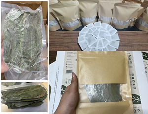 Dried Soursop Leaf Sustainable Harvest Xanadu Natural Graviola Wild Plant Leaves Guanabana Fruits Tisane Tea Vacuum Bulk Pack - Product Image 5
