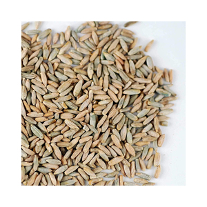 Harvest Gold Grains de Rye Entiers Biologiques de Qualité Supérieure Fraîchement Récoltés Afrique du Sud Durée de Conservation de 12 Mois 5% de Grains Cassés - Product Image 6