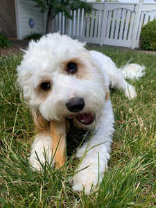 BEST SELLING Eco-Friendly Coffee Wood For Dog Chew Stick Natural Wooden Pet Toy for Dental Stress Relief XXS-XXL All Breeds - Product Image 2