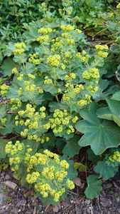 Extracto de Raíz de Lady's Mantle (Alchemilla Vulgaris) en Polvo, Cosechado Silvestre, Extracción Líquido-Sólido, 99% Puro, Grado Alimenticio, Envasado al Vacío - Product Image 6