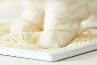 Litière pour chat en vrac à base de manioc, agglomération rapide, faible poussière, taille personnalisée, emballage parfumé, OEM ODM