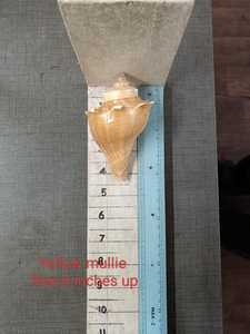 Coquilles de conque blanches de qualité supérieure pour artisanat, décoration, bijoux, aquarium, mariage et projets côtiers – Fournisseur OEM en gros pour l'exportation - Product Image 2