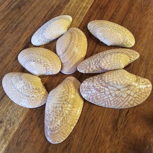 Coquillages naturels à prix avantageux, fournisseur vietnamien, coquilles de palourde plates pour artisanat, vente en gros - Product Image 6