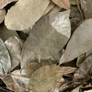 Hojas de Guanábana Secas de Fábrica en Vietnam, Té Herbal Natural, Fabricante Mayorista, Calidad de Exportación - Product Image 6