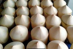 มะพร้าวสดแบบตัดเพชร จำหน่ายจำนวนมาก |   มะพร้าวน้ำหอมเวียดนามบรรจุสุญญากาศ 9 ชิ้นต่อกล่อง - Product Image 3