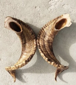 Buffalo <b>Decorative</b> Horn Natural Water Buffalo Horn <b>Decor</b> Black Good Quality Customized for Sale in Bulk Price - Product Image 2