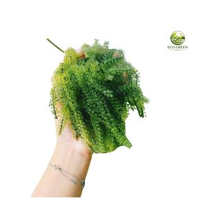 Umidibúdor Deshidratado al por Mayor, Uvas de Mar Saladas, Caviar Verde, Snack de Algas Marinas a Granel, Grado de Exportación - Product Image 6
