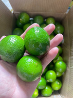 Zaadloze groene limoenen, verse citrusvruchten, Vietnam oorsprong, 30-45 dagen koude opslag, premium kwaliteit, merk TECHMIFOOD