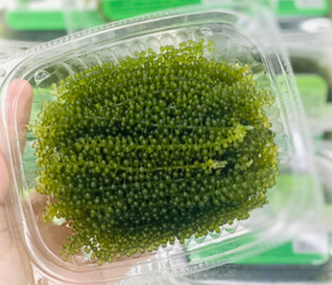 Uvas de Mar Verdes de Origen Vietnamita | Textura Crujiente - Product Image 3