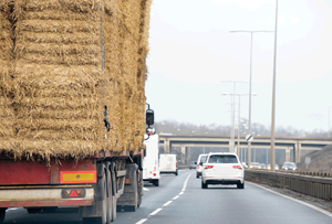 Grade A Foin de paille de riz du Pakistan pour l'utilisation de chameau de porc de bétail de cheval - Product Image 6