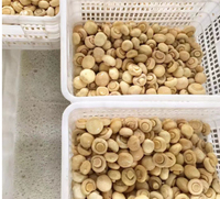 Venta al por mayor de champiñones salados deliciosos enlatados en bidones, champiñones enteros frescos conservados, champiñones blancos.