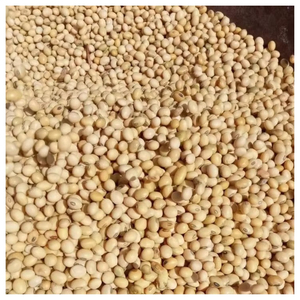 Soybean Seeds High Quality Non-GMO Planting Seeds for Agriculture Farming Wholesale Bulk Supply Export Supplier Manufacturer - Product Image 6