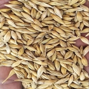 Trigo de Grano Largo Orgánico Premium, Trigo Integral con Excelente Calidad de Grano, Apto para Producción de Harina y Panificación - Product Image 1