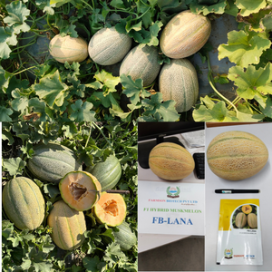 Graines de melon hybride F1 FB-LANA, rendement élevé, Brix 12-15%, sucré, récolte précoce 60-70 jours, peau filetée, chair orange - Product Image 2