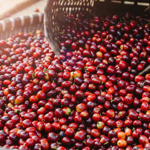 Cold Brew Roasted <b>Coffee</b> <b>Beans</b> Coarse Grind Available Smooth Flavor Low Bitterness Best for Refreshing Drinks - Product Image 1