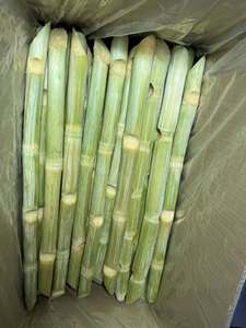 Bâtonnets de canne à sucre 100% naturels surgelés, origine Vietnam, qualité supérieure, qualité alimentaire, fournisseur en gros - Product Image 4