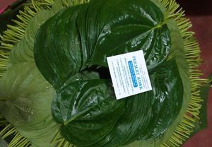 Hojas de Betel Orgánicas Frescas de Primera Calidad, Utilizadas para Paan Natural y Preparaciones Tradicionales al Mejor Precio - Product Image 3