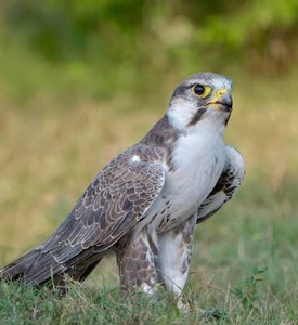 Laggar Falcon: Recursos para la Investigación Avícola, Conservación, Proyectos de Cría, Programas Profesionales de Cetrería, Educación sobre la Vida Silvestre, Ganado - Product Image 1