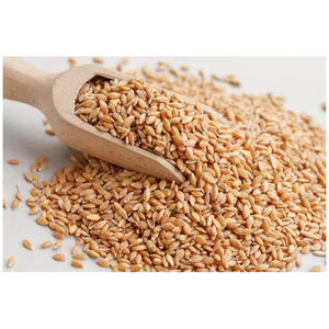 Granos de Trigo Duro Blanco Secos Orgánicos de la Mejor Calidad, Puros y Nutritivos, Suministro Directo de Fábrica - Product Image 4