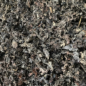 MS Lily วัตถุดิบสำหรับปุ๋ยสาหร่าย Sargassum แห้งสำหรับอาหารสัตว์ - Product Image 1
