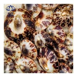 La Mejor Opción: Concha de Limpet para Protección de la Piel y Comodidad Personal, Forma Pulida Suave para un Contacto Delicado - Product Image 1