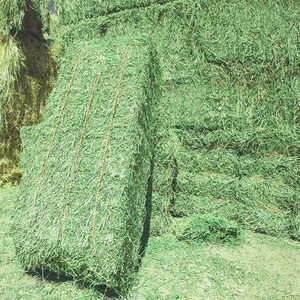 Forraje de Alfalfa para Ganado Lechero y Caballos, Ofrece Valor Nutricional Natural con Calidad Consistente, Grado Premium, 12 Meses de Vida Útil - Product Image 1