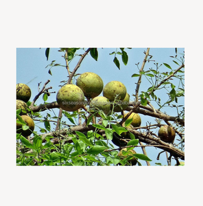 Fruits tropicaux frais de qualité supérieure, fruits de la famille des Rosaceae, en vrac, exportation, fournisseur du Bangladesh, récolte fraîche - Product Image 3