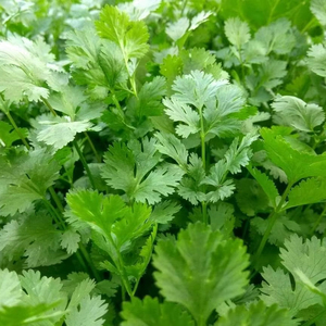 Semillas de Cilantro Moon Star Evergrow Anmol, 99% de Pureza, 85% de Germinación - Product Image 1