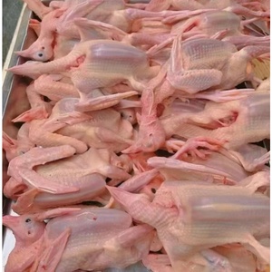 Fournisseur chinois de viande de pigeon frais congelé en gros Viande de pigeon rapide entière Meilleure vente Pigeon nourri aux grains entiers scellé sous vide - Product Image 3