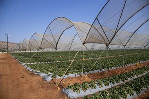 PP Grape Trellis Net Square <b>Plastic</b> Climbing Net Plant Support <b>Mesh</b> for Vineyard Agriculture - Product Image 3