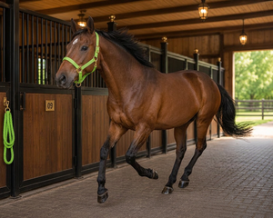 Lime Zest Australian Saddle Style Nylon Rope Horse <b>Halter</b> with Gold Buckles and Rings for Stable Use - Product Image 4