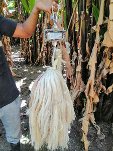 Fibra de Plátano en Tendencia para Manualidades y Embalajes Ecológicos - Product Image 4