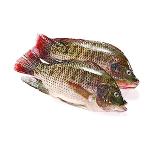 Envasado al vacío, precio razonable para exportación, tilapia congelada, tilapia pike, filete de tilapia, tilapia salvaje capturada en Bangladesh - Product Image 4