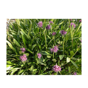 Aceite esencial JATAMANSI (SPIKENARD) 100% Natural Pure Fabricante más grande de la India-Kanha Nature Seed al por mayor - Product Image 2