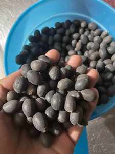 Hotsale Perpetual Bloom <b>Hydroponic</b> Plant Opened Brown Lotus <b>Seeds</b> Dried Raw for Planting in Water - Product Image 2