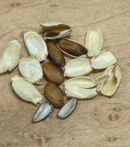 Graines d'orange Osage de haute qualité, graines naturelles, marque NMF (PVT) LTD, origine Afrique du Sud, durée de conservation de 24 mois, pour la vente en gros - Product Image 1